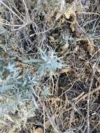 Image of white sagebrush