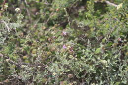 Image of Lantana hirta Graham