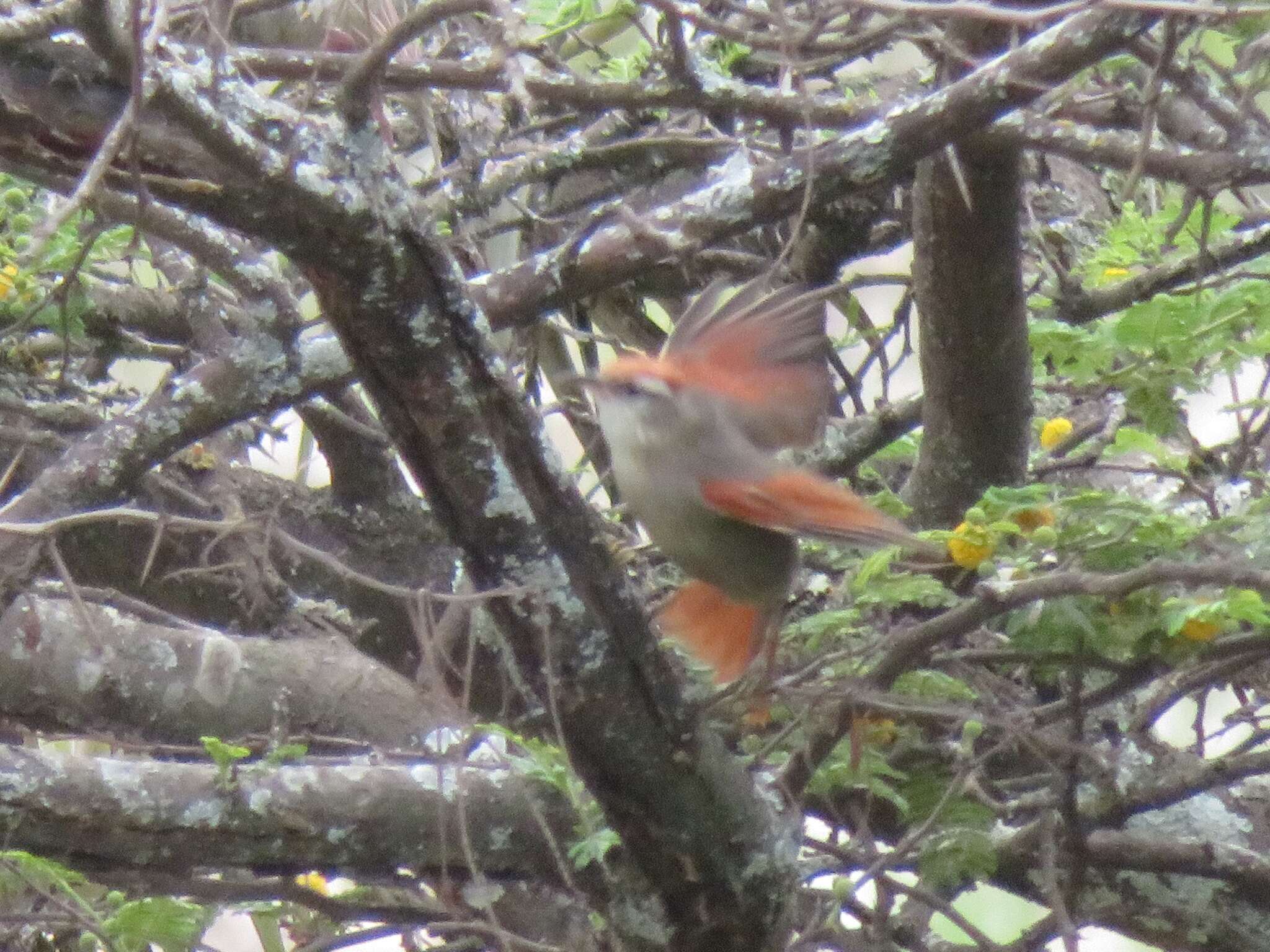 Image of Fraser's Spinetail