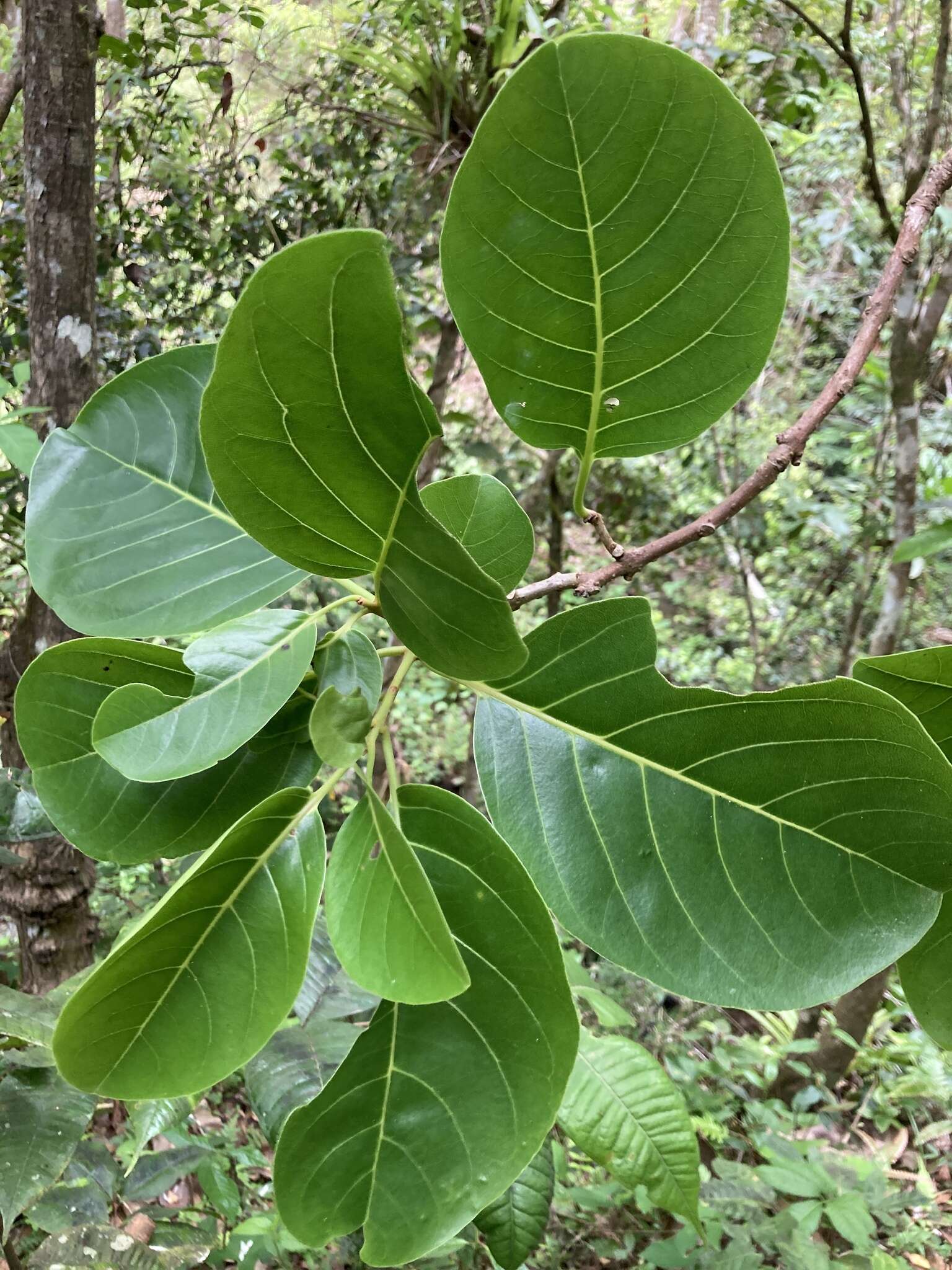 Image de Pisonia roqueae Trejo & Caraballo