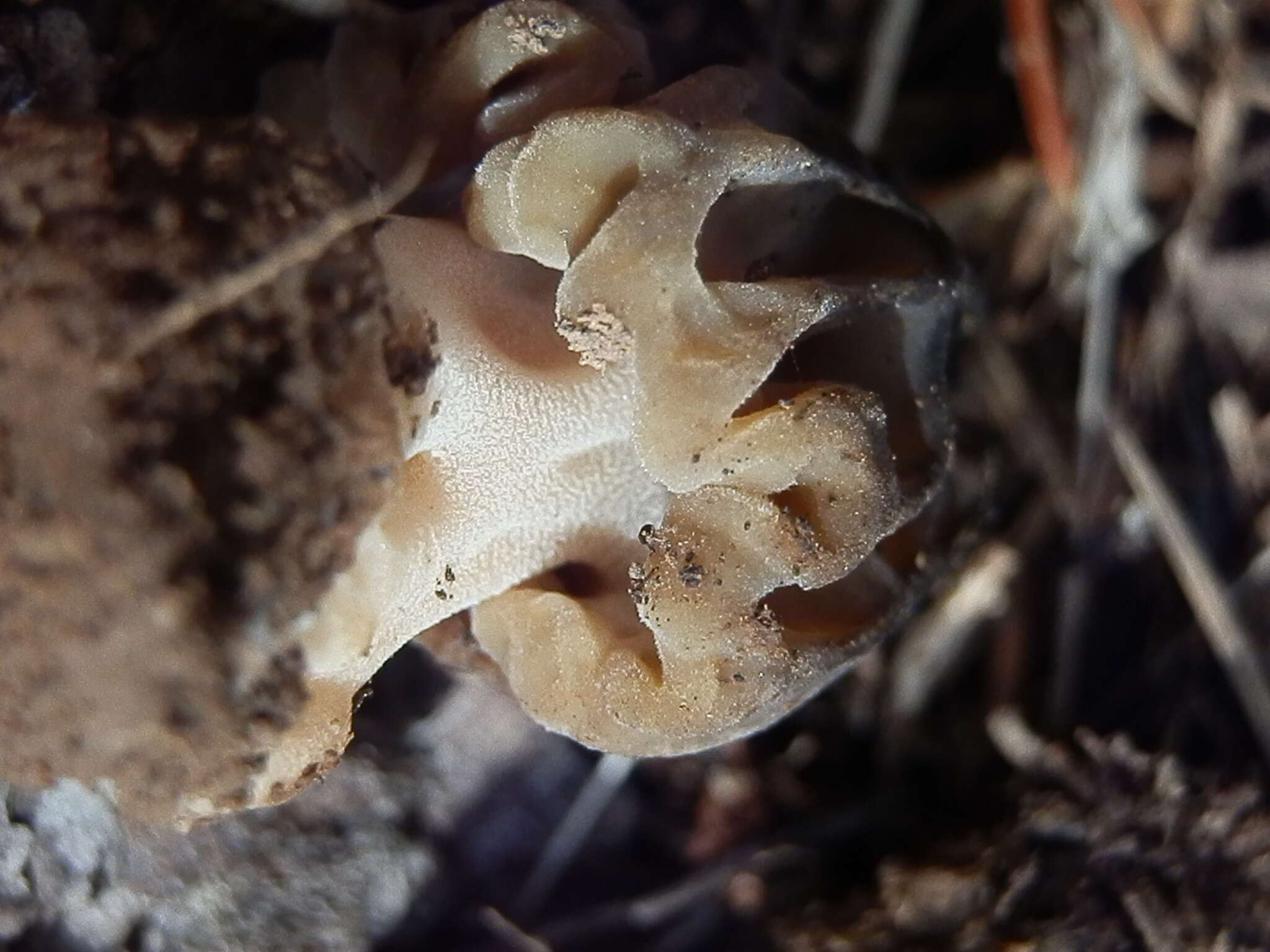 Image of Morchella kaibabensis