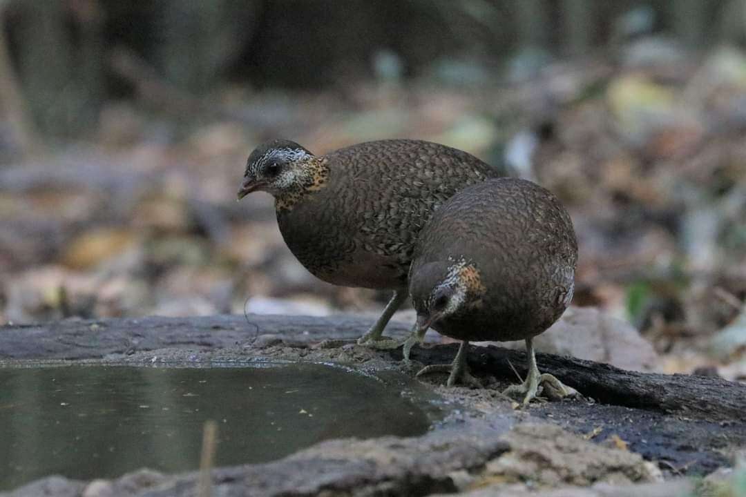 Imagem de Tropicoperdix chloropus peninsularis (Meyer de Schauensee 1941)