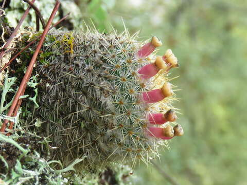 Imagem de Mammillaria flavicentra Backeb. ex Mottram