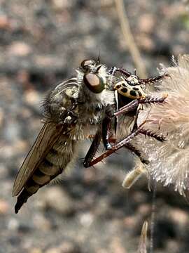 صورة Promachus palmensis Frey 1936