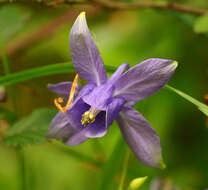 Image of Aquilegia vulgaris subsp. vulgaris