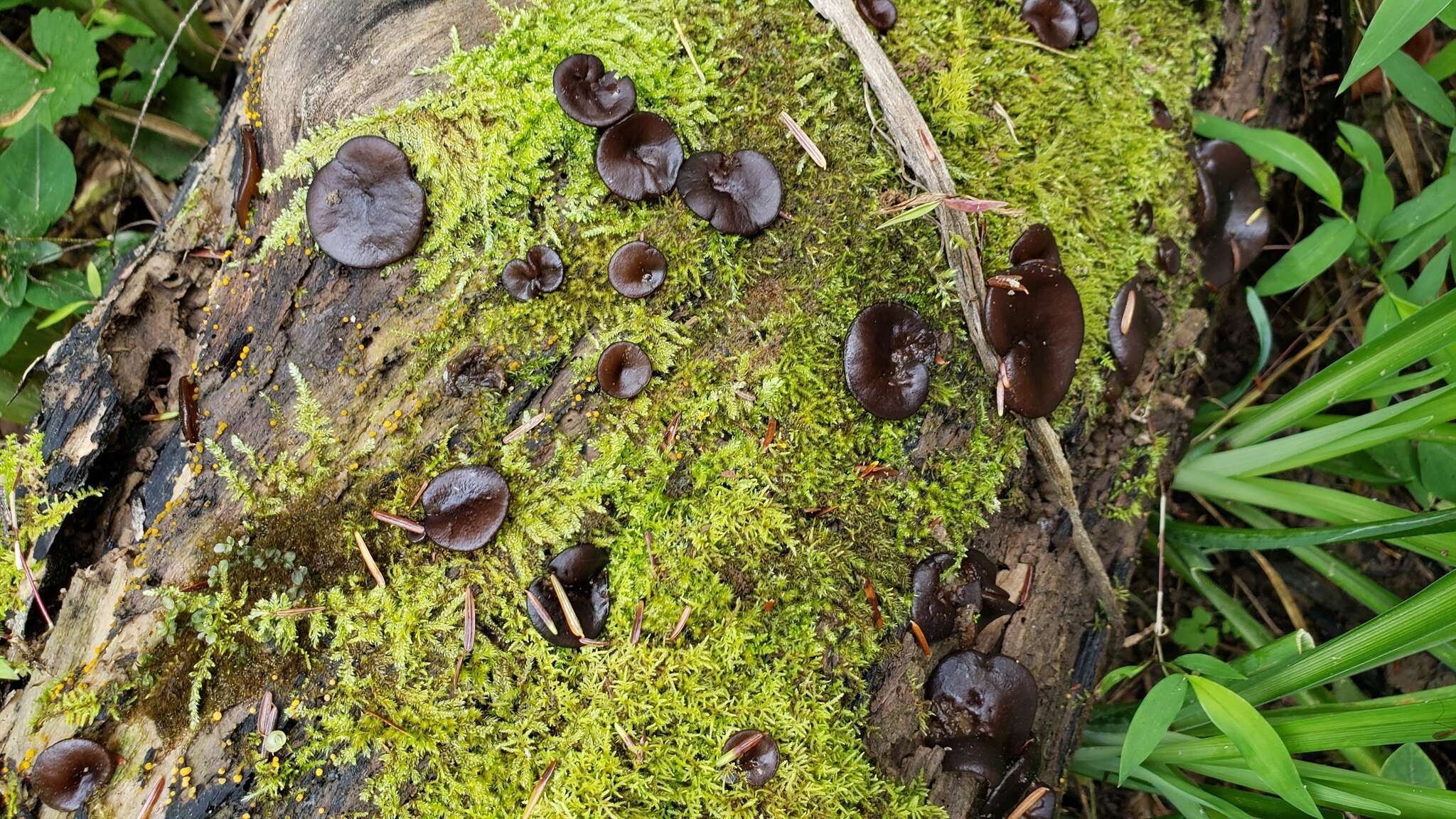 Imagem de Pachyella clypeata (Sacc.) Le Gal 1953