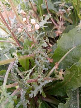 Image of Senecio vulgaris subsp. vulgaris