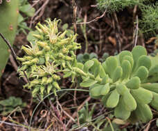 Image of Aeonium castello-paivae C. Bolle