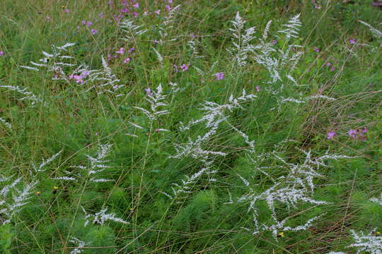 Eupatorium leptophyllum DC.的圖片