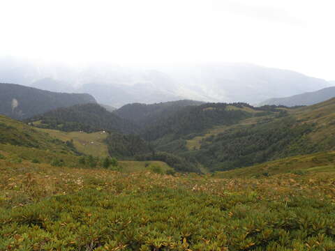 Image of Rhododendron caucasicum Pall.