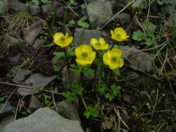 Image of snow buttercup