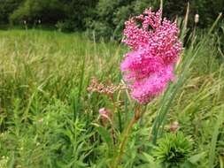 Plancia ëd Filipendula rubra (Hill) B. L. Robins.