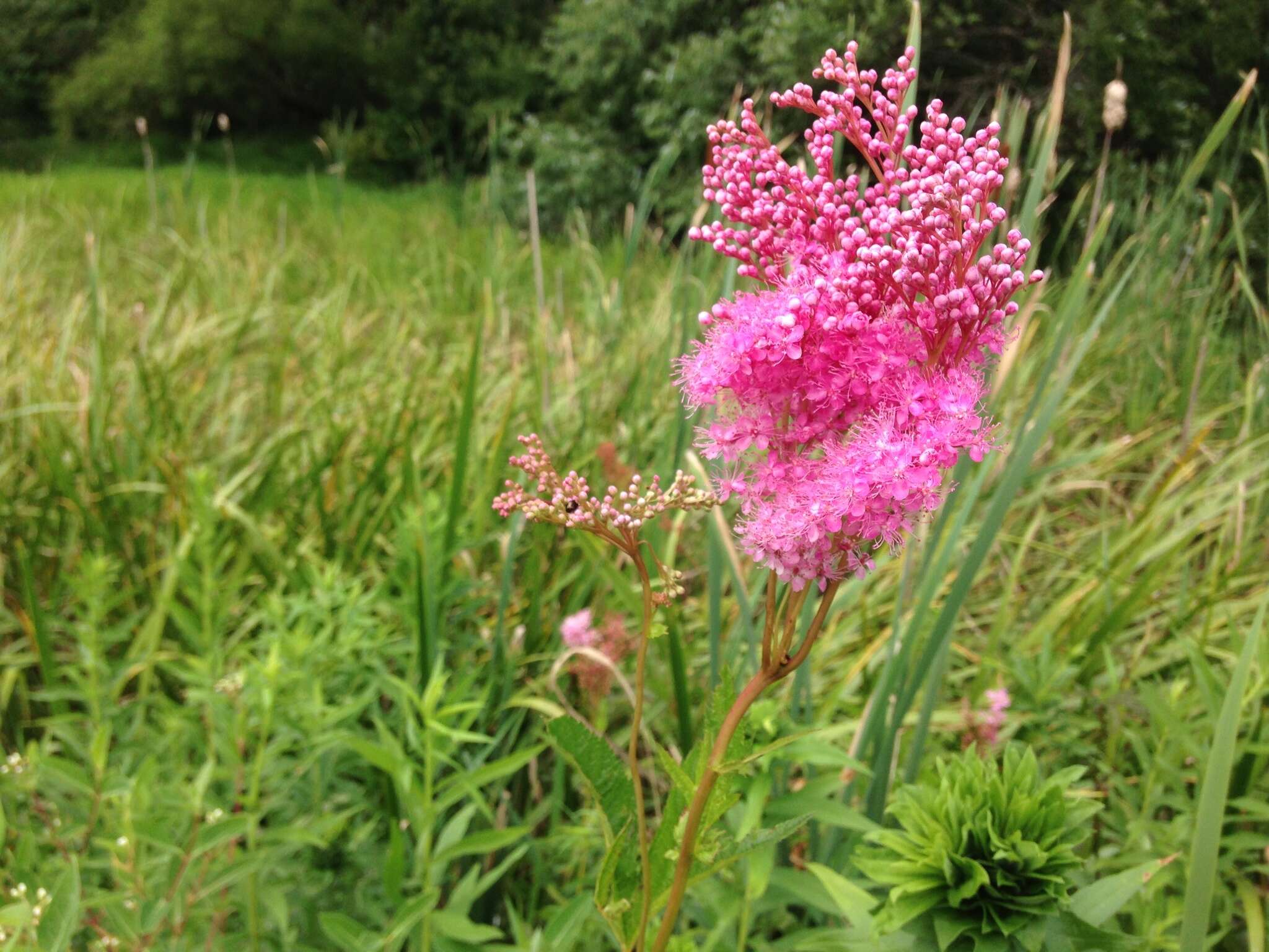 Plancia ëd Filipendula rubra (Hill) B. L. Robins.