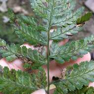 Image de Athyrium erythropodum Hayata