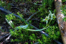 Plancia ëd Chloraea magellanica Hook. fil.