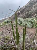 Plancia ëd Ceropegia dichotoma subsp. dichotoma