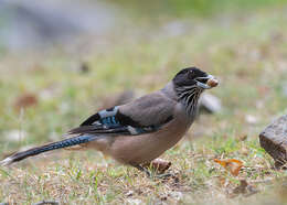 Image of Black-headed Jay