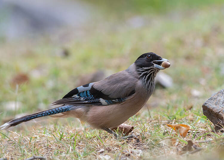 Image of Black-headed Jay