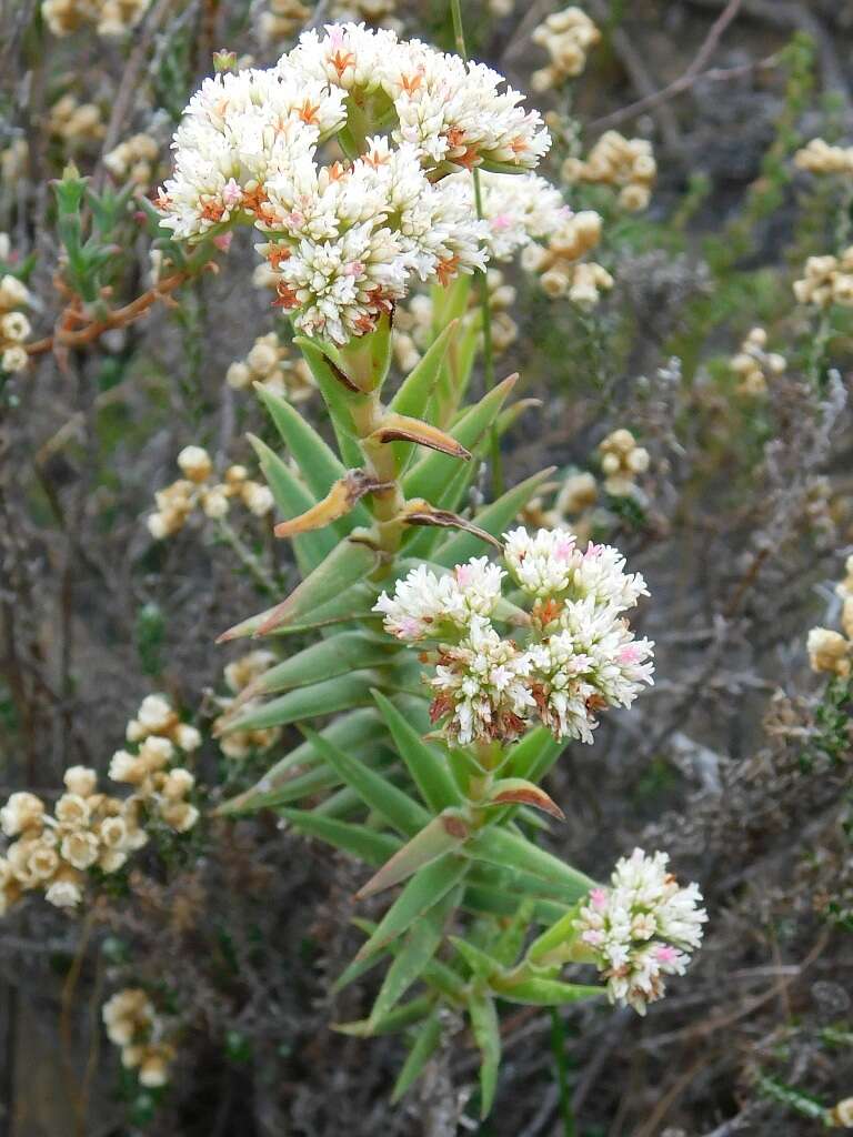 Image of Crassula subulata L.