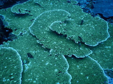 Image of Table coral