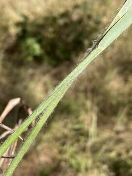 Image de Paspalum bifidum (Bertol.) Nash