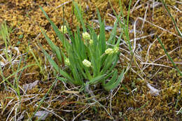 Image of sticky tofieldia