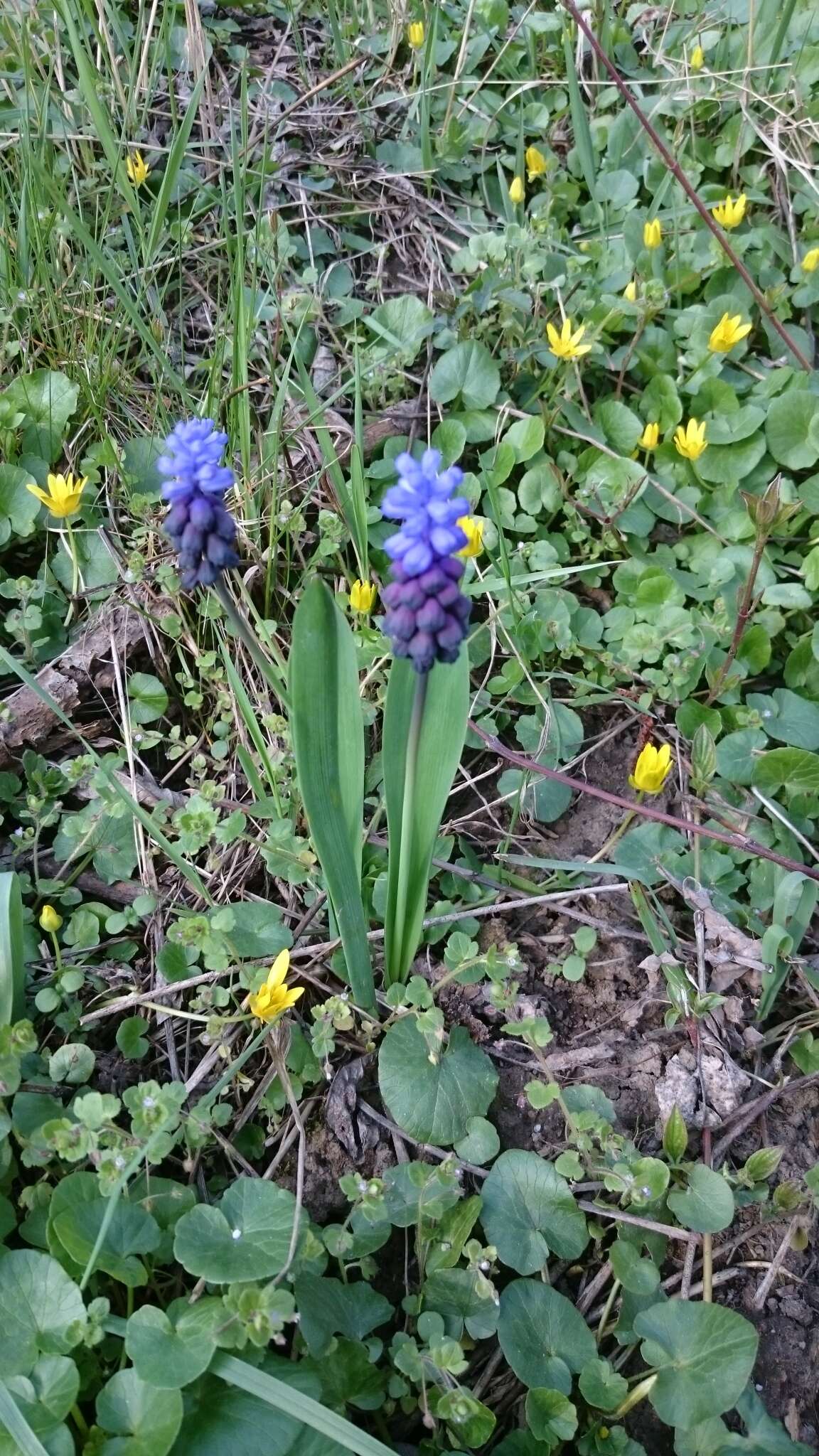 宽叶串铃花的圖片