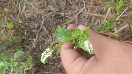 Image de Heliotropium angiospermum Murray