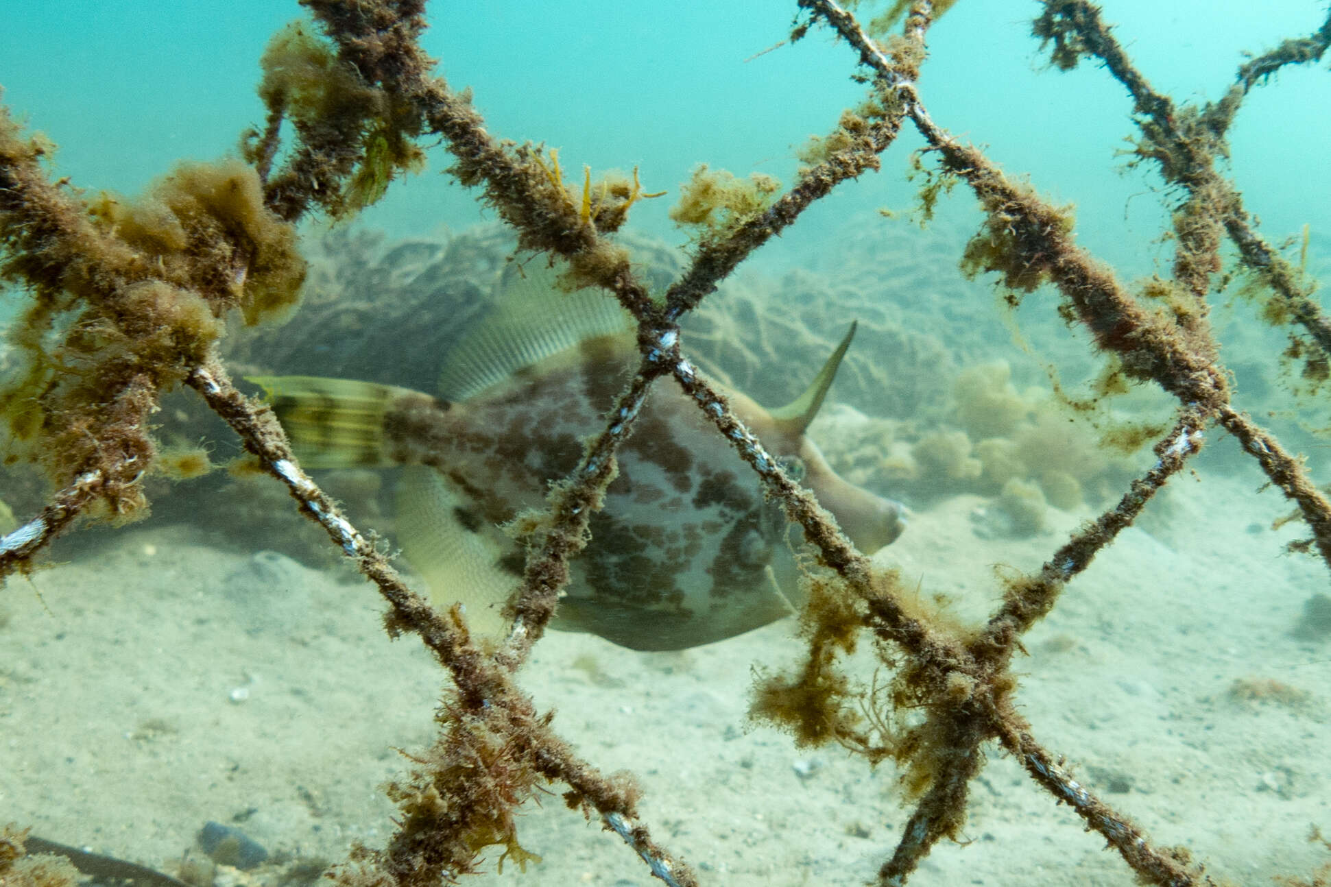 Image of Centreboard Leatherjacket