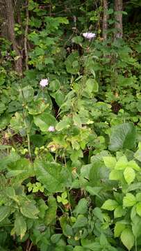 Image of Cicerbita macrophylla subsp. uralensis (Rouy) P. D. Sell