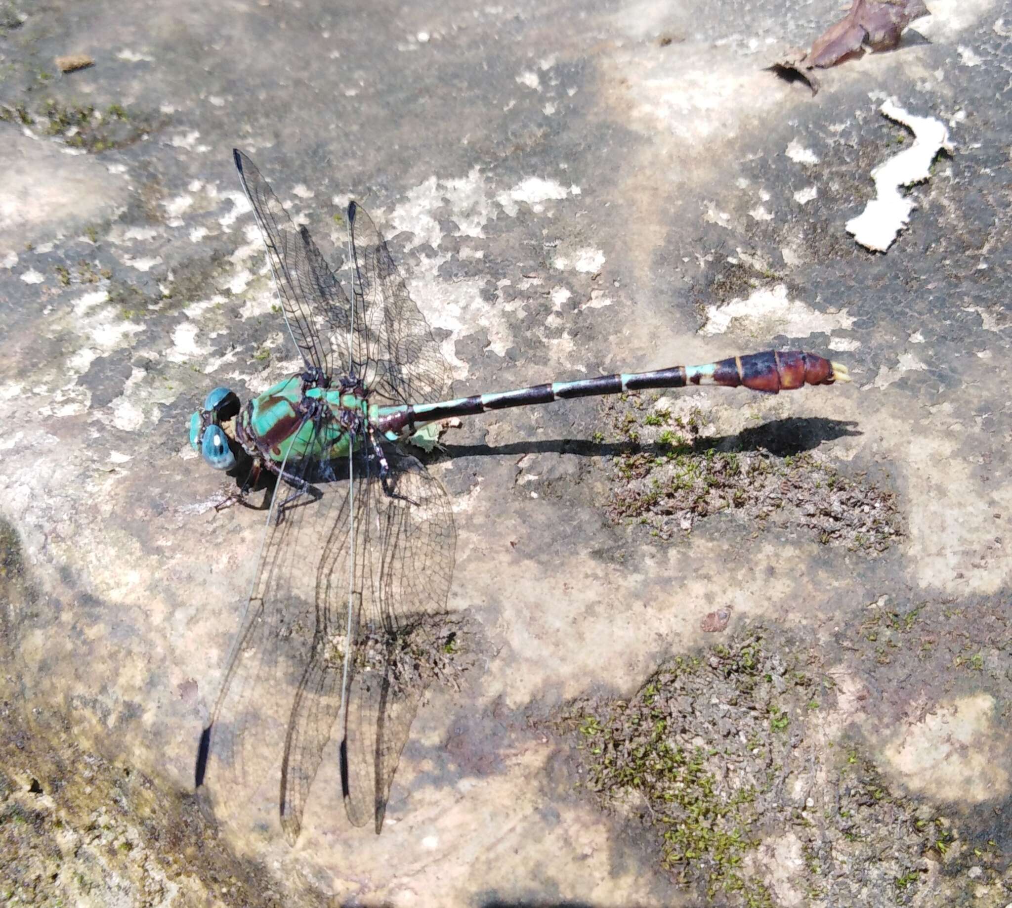 Image of Erpetogomphus liopeltis Garrison 1994