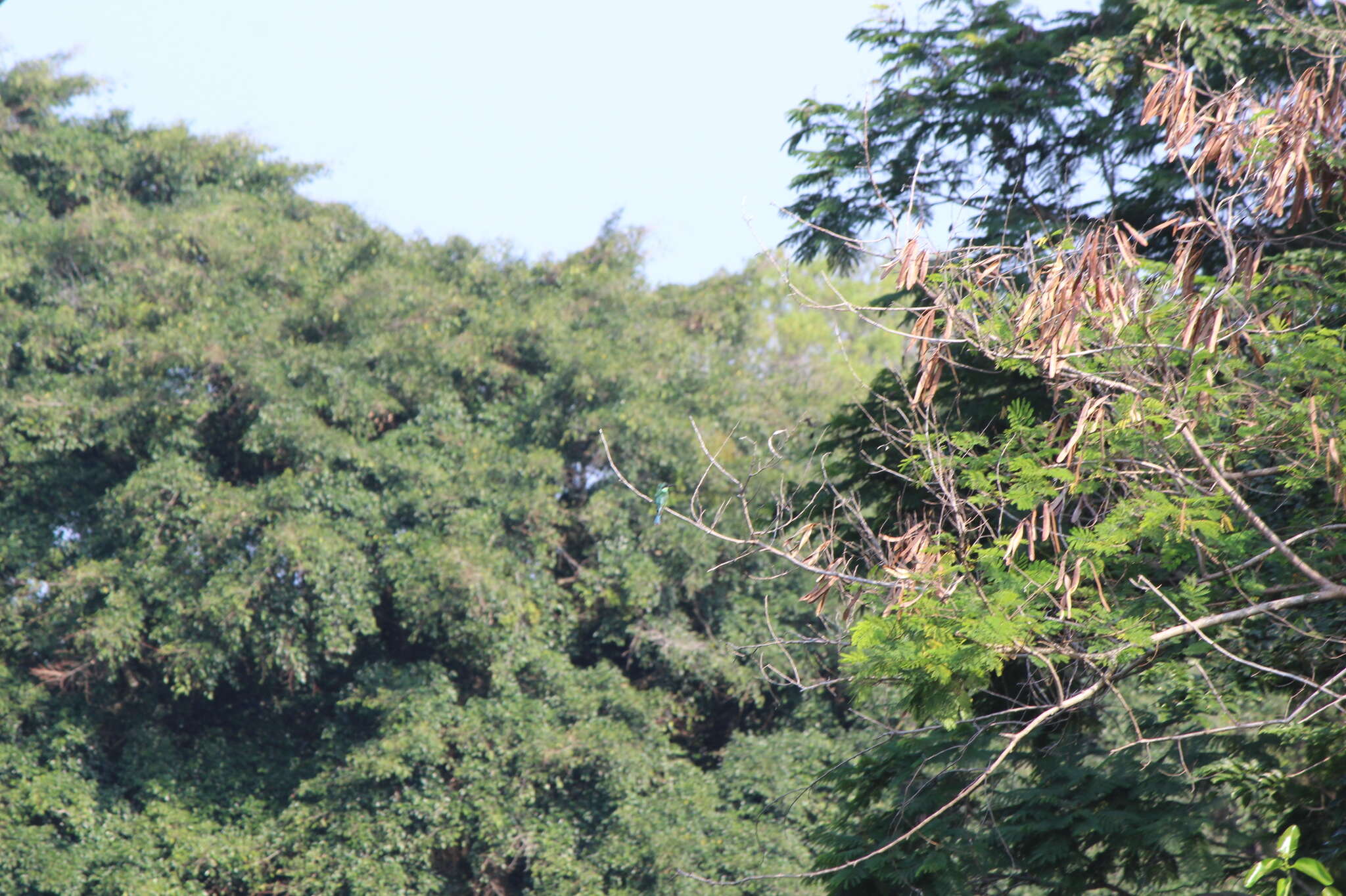 Image of Blue-throated Bee-eater