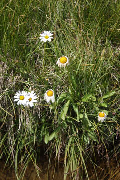 Слика од Leucanthemum adustum (Koch) Gremli