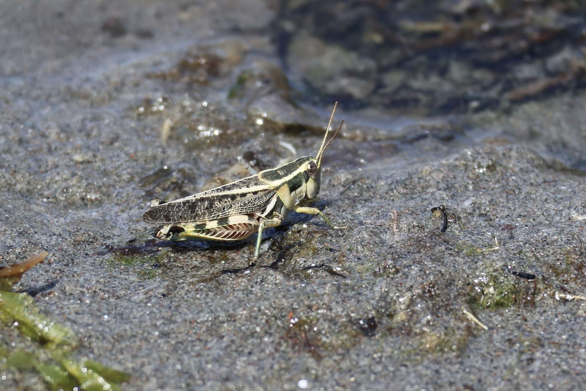 Image of Dichroplus vittatus Bruner & L. 1900