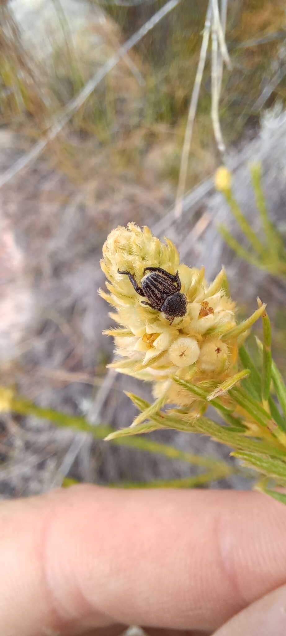 Image of Phylica excelsa Wendl.