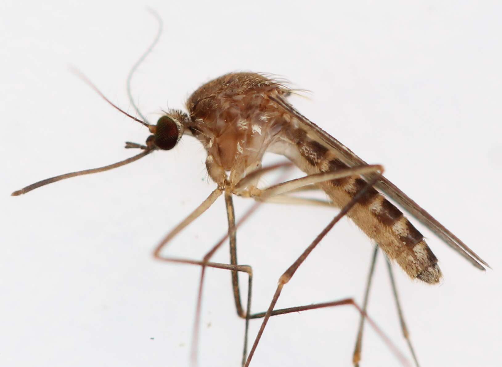 Image of Northern house mosquito