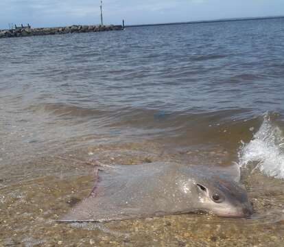 Image of Blue-nosed ray