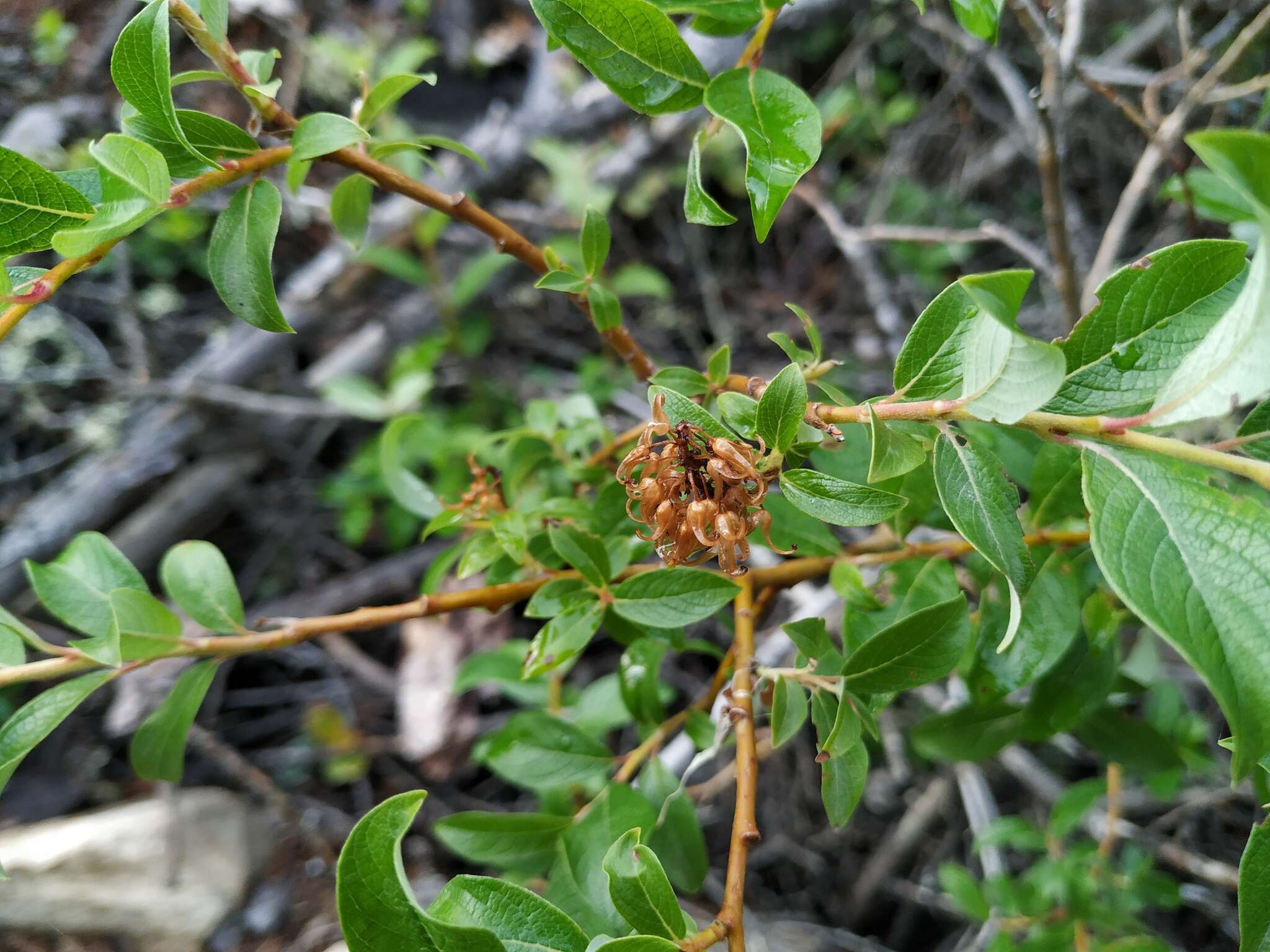 Salix divaricata Pall.的圖片