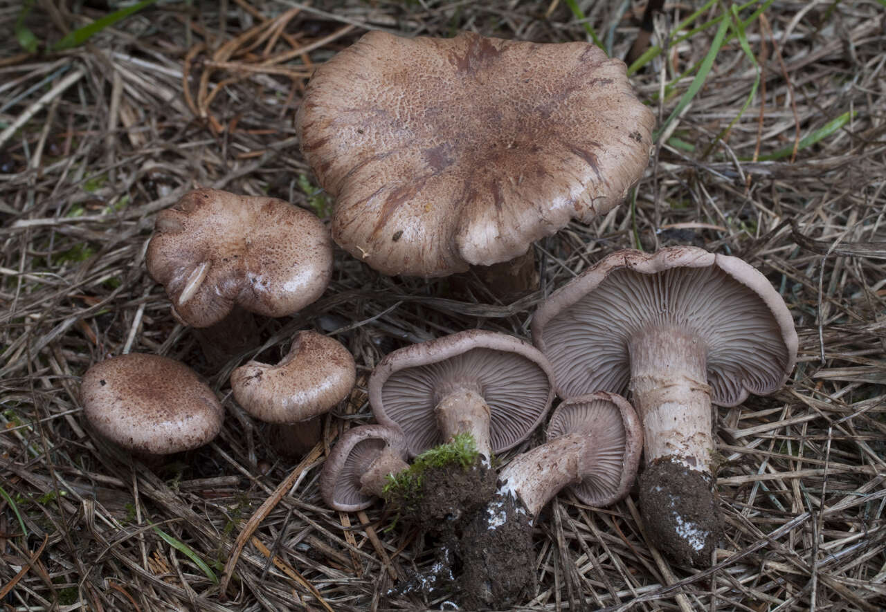 Image of Cleistocybe vernalis Ammirati, A. D. Parker & Matheny 2007