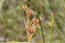 Imagem de Juncus trigonocarpus Steud.