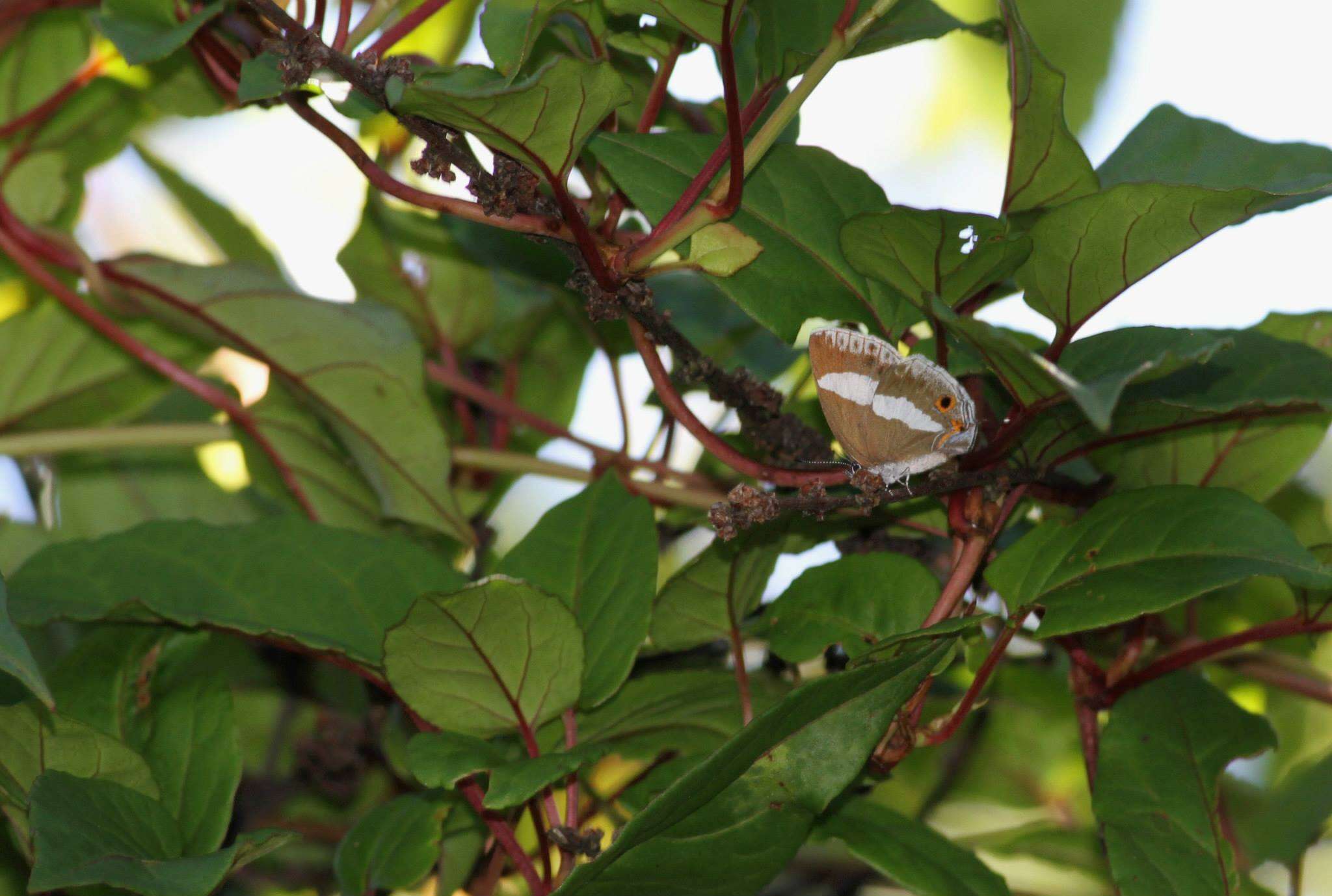 Euaspa milionia formosana Nomura 1931 resmi