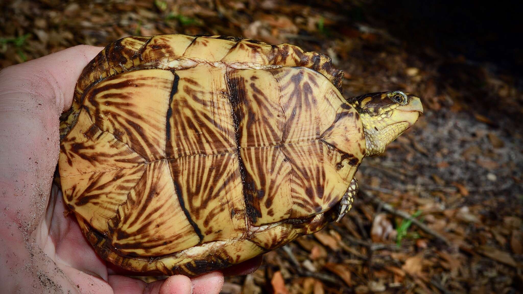 Image of Florida box turtle