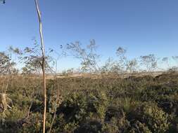 Image of Eucalyptus pendens Brooker