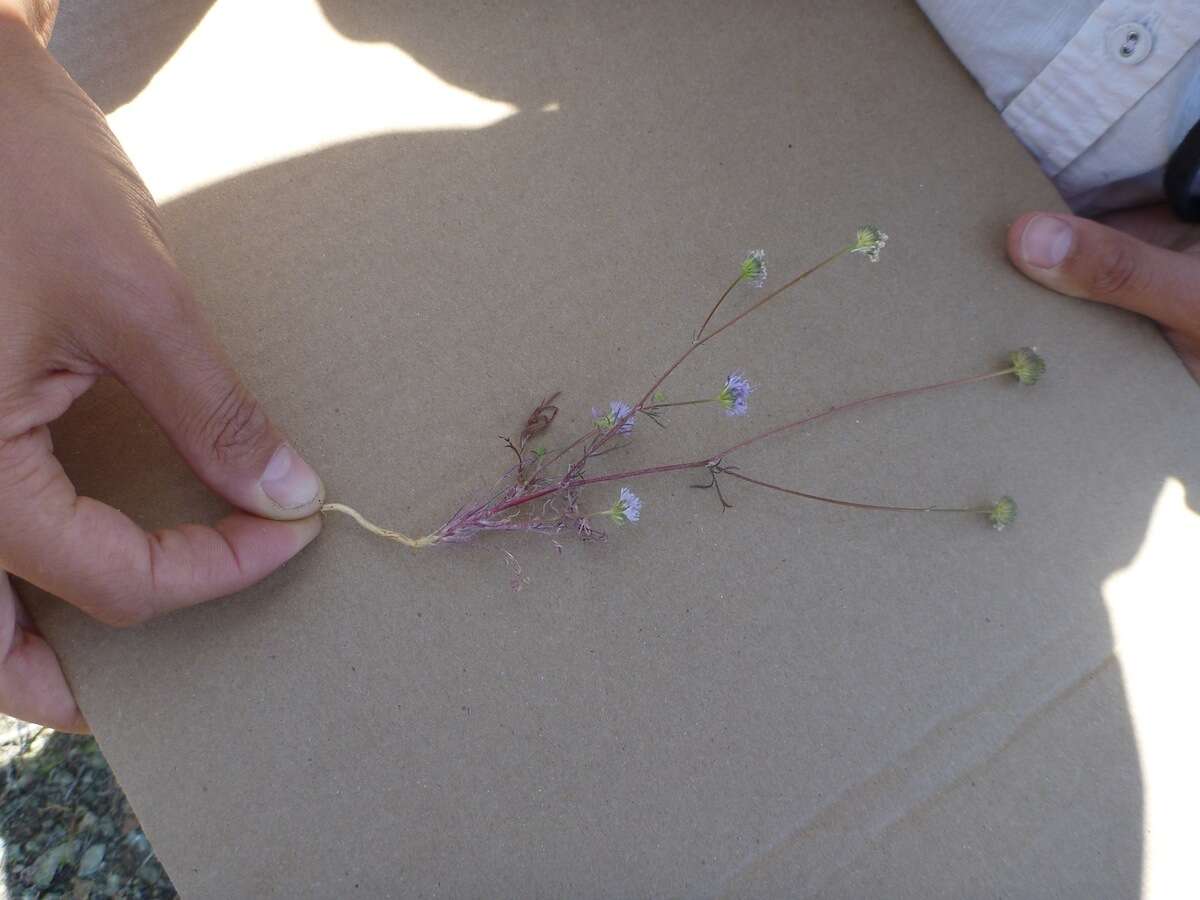 Image of bluehead gilia