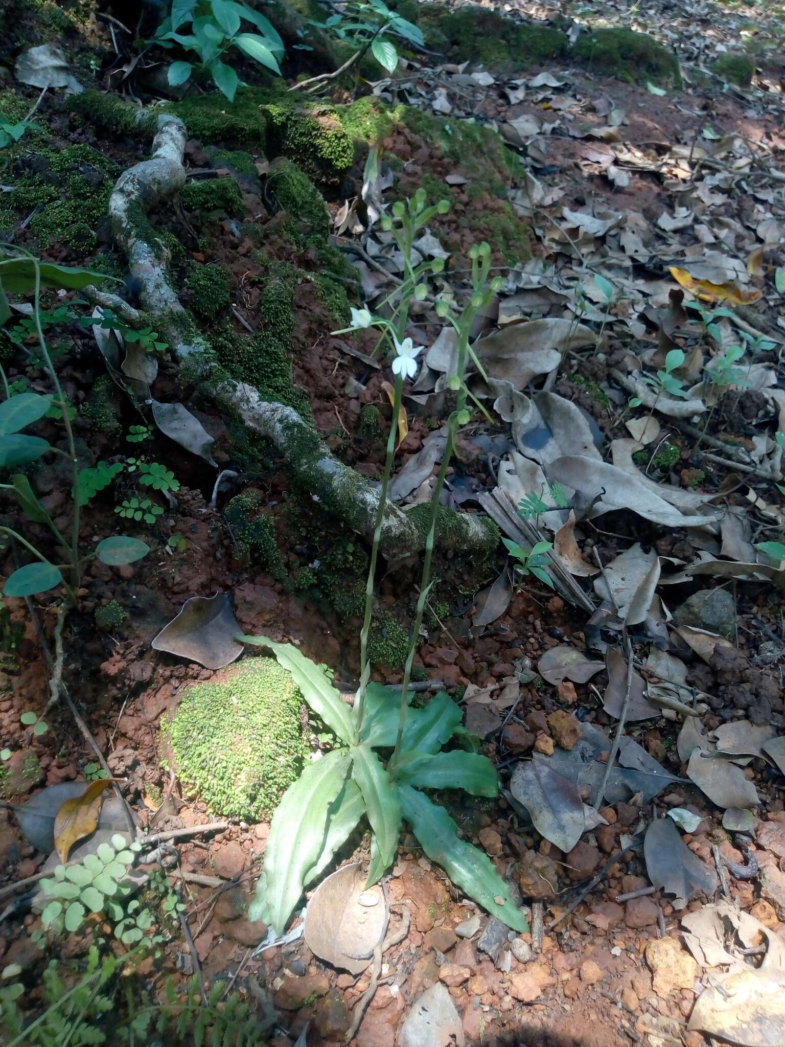 Image of Habenaria plantaginea Lindl.