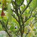 Plancia ëd Brugmansia versicolor Lagerh.