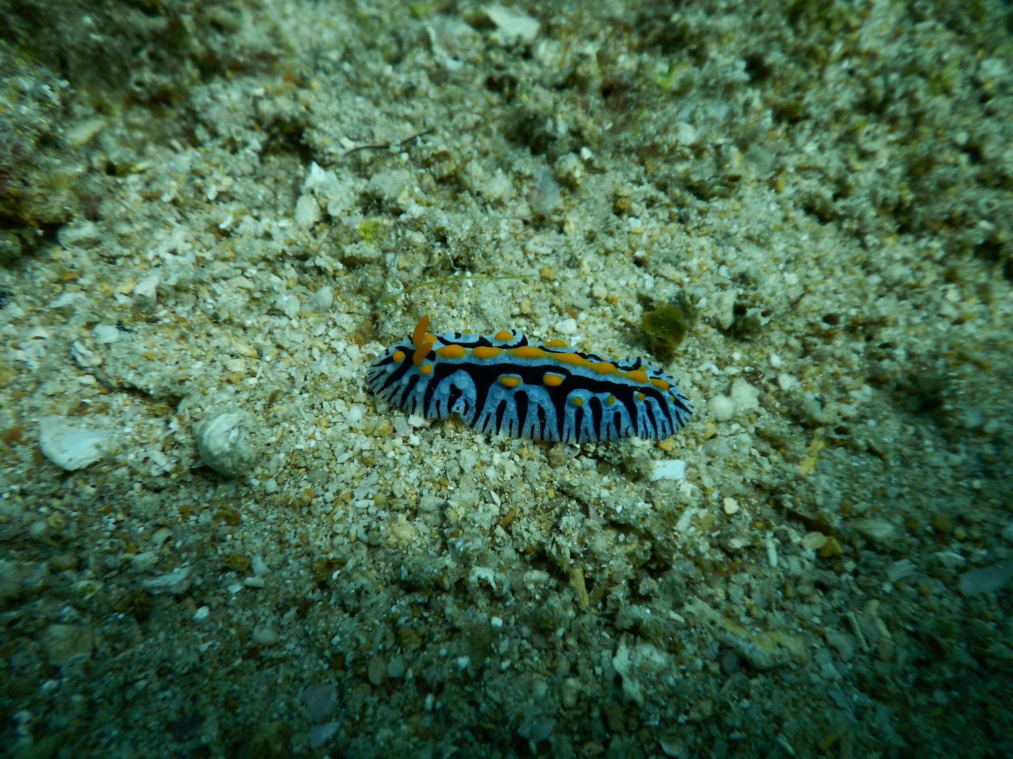 Image of Phyllidia marindica (Yonow & Hayward 1991)