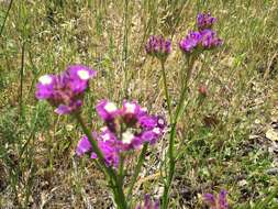 Imagem de Limonium sinuatum (L.) Miller