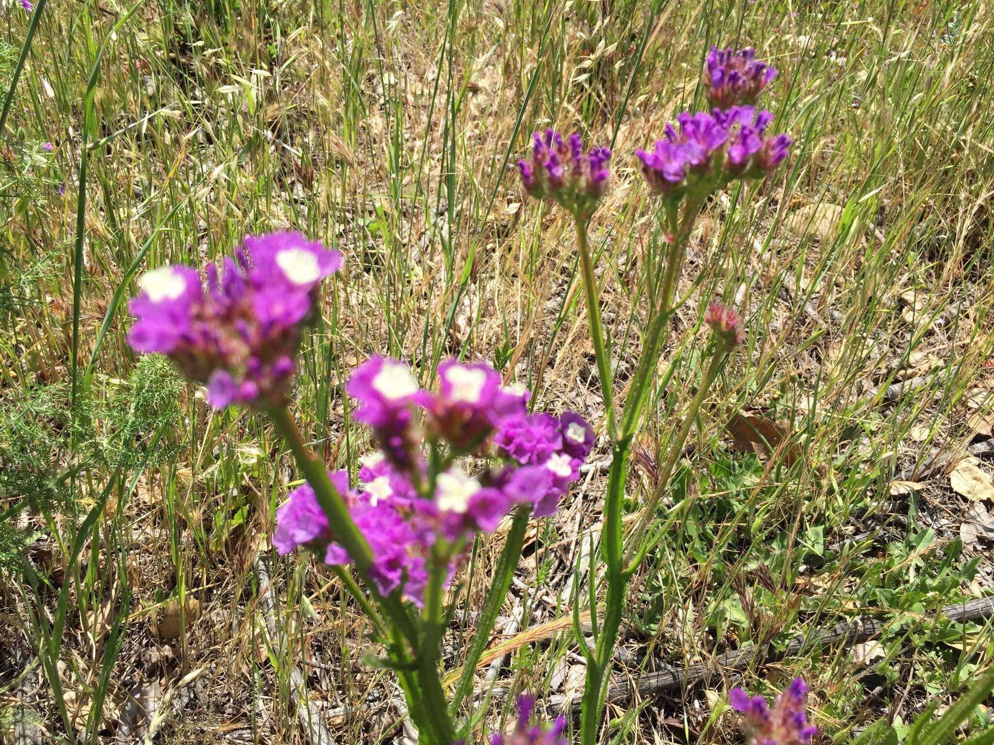 Imagem de Limonium sinuatum (L.) Miller