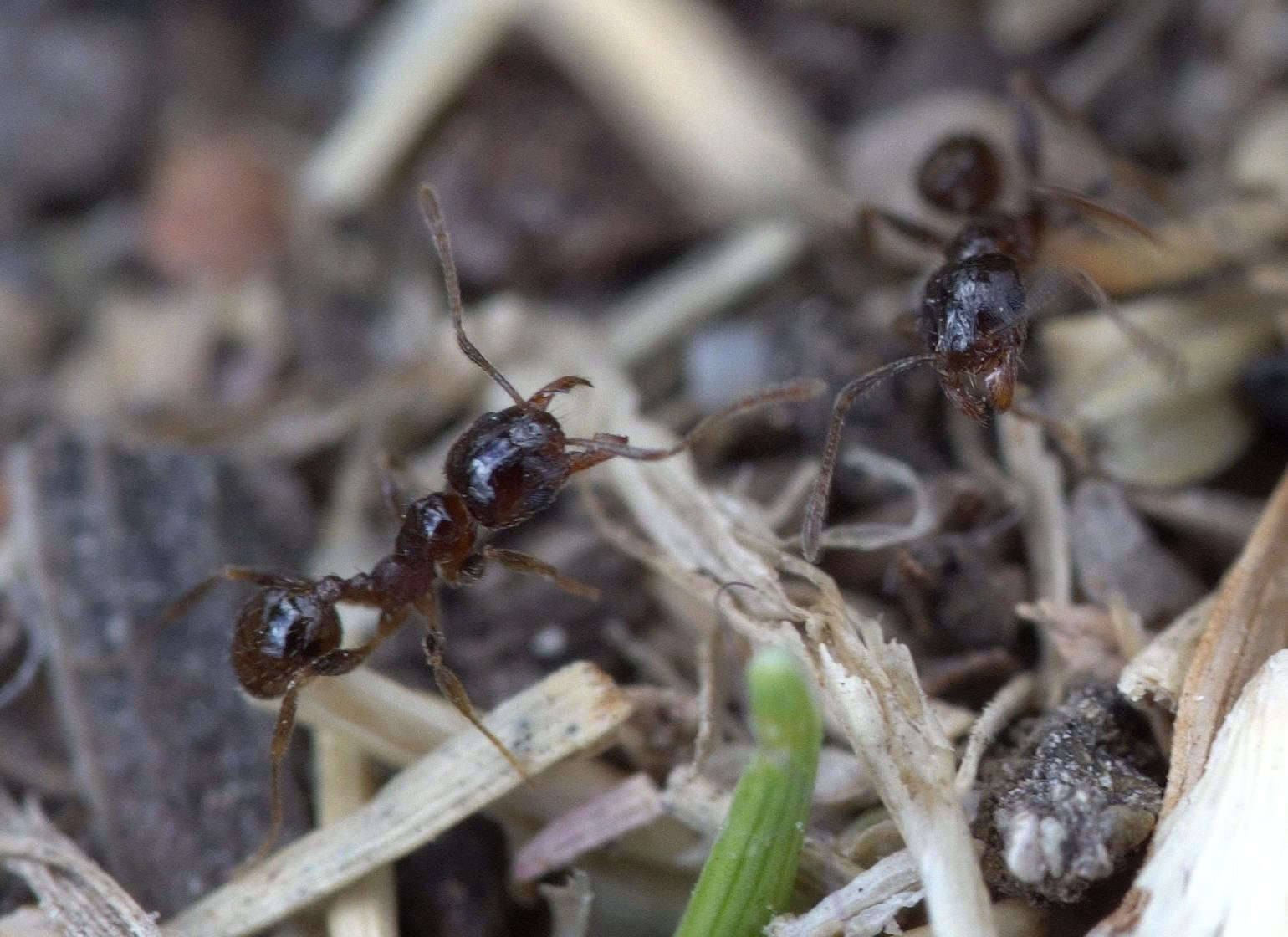 Image of Pheidole capensis Mayr 1862